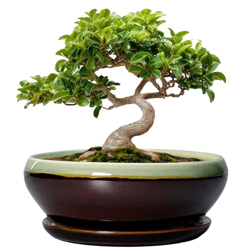 SQOWL Bonsai Pots 8 Inch - Ceramic Succulent Planters with Drainage Hole and Tray, Round Shallow Planter for Indoor Plants, Ceramic Planter Bowl Outdoor, Living Room Decor, Garden Gift, Green-Brown - color: Green-brown, size: 8 Inch