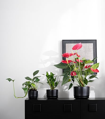 Flower Pots,Ceramic Pots with Drainage Holes & Saucer Set of 3(Matte Black) | Planters for Indoor Plants | Small Succulent Pots | Cute Pots for Plants | Ceramic Planter | 4+5+6.5 Inch Garden Pots - color: Matte Black