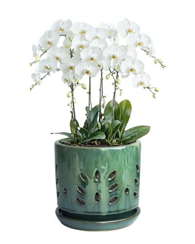 6 Inch Green Round Ceramic Orchid Pot with Holes and Saucer | Round orchid planter with an attached saucer supports air circulation, ideal for repotting and growing indoors or outdoors. - color: Green