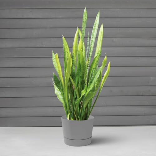Root & Vessel Majestic Mid-Century Modern Low Profile Cylinder Pot, Matte Gray, 4.5" - color: Matte Gray, size: 4.5-Inch