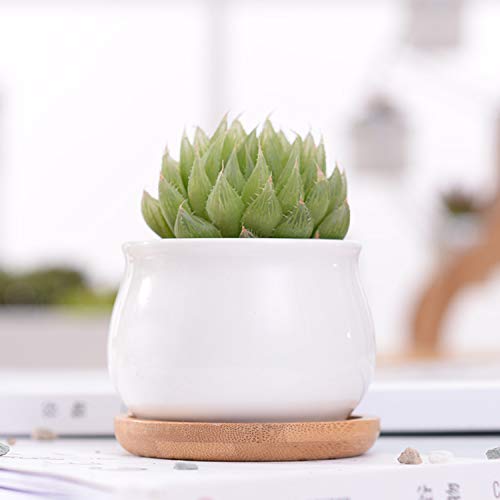 Succluent Pots ，Small Flower Pots Planter Pots with Drinage,Ceramic Flowers Pots with Bamboo Tray for Cactus(12 Pack | Ceramic Flowers Pots with Bamboo Tray for Cactus,Planter Pots for Home,Kitchen