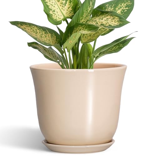 Ceramic Pots for Plants, 5.6 Inch Plant Pot with Drainage, Beige | Round Orchid Succulent Pots for Indoor, Modern Small Planter with Saucer, Home Office Decor, Gifts for Women - color: Beige, size: 6 Inch