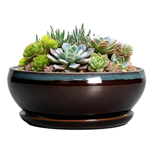 SQOWL Succulent Planters 8 Inch - Ceramic Bonsai Pots with Drainage Hole and Ceramic Saucer, Round Shallow Planter for Indoor Plant, Bowl Planter Outdoor, Desk Decor, Gift for Plant Lover, Blue-Brown - color: Blue-brown, size: 8 Inch