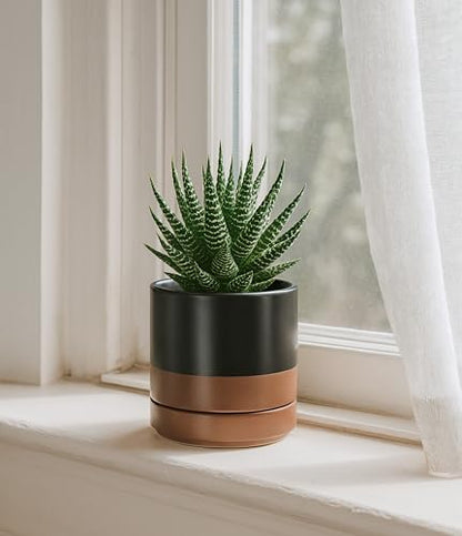 D'vine Dev 4-Pack Ceramic Pots with Saucers, Black/Tan, 4.7 in, 94-X-B-7 | Glazed Ceramic, Drainage Hole and Saucer, Sleek Cylinder Shape, High Temperature Fired, Ideal for Small Houseplants - color: Black/Speckled Tan, size: 4.7 Inch