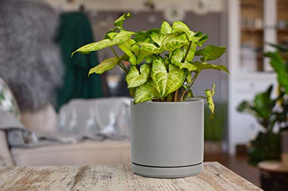 D'vine Dev 2-Pack Ceramic Pots with Saucers, 6/8 in, Grey, 94-G-M-3 | Glazed Ceramic, Drainage Hole, Perfect-Fit Saucer, Sleek Cylinder Shape, High Temperature Fired, Elegant Home Accent - color: Gray, size: Medium