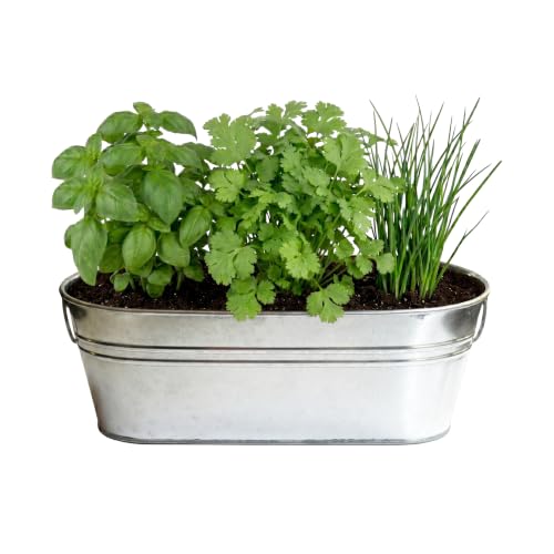 BUZZY Seeds Organic Windowsill Grow Kit, Copper Culinary Herb Garden with Basil, Cilantro and Chives, Indoor Starter Set with Seed Packets and Growing Medium, Holiday Present, Gardening Gift - color: Kitchen Herbs