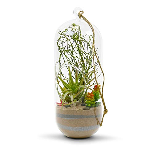 WGV Hanging Glass Plant Terrarium Bulk, Width 5", Height 12", Lantern DIY Air Succulent Planter Clear Tea Light Votive Candle Holder, Wedding Event Office Home Outdoor Decor, 12 Pieces
