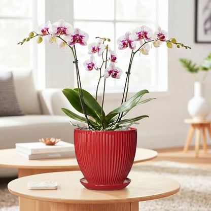 Ceramic Planter, 6 Inch Plant Pot Indoor with Drainage Hole and Saucer, Small Pots for Plants, Modern Succulent Flower Pot, Round Planter, House Garden Decor, Plant Gifts for Women Men, Red - size: 6 Inch, style: Red