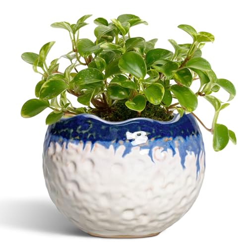 4 Inch Plant Pots, Ceramic Pots for Plants, Beige-Blue | Round Planters for Indoor Plants, Modern Unique Flower Pots with Drainage Hole and Plug, Home Living Room Decor, Garden Gift - color: Beige-blue, size: 4.5 Inch