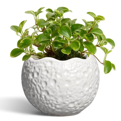 4 Inch Plant Pots - Ceramic Pots for Plants with Drainage Hole, Small Planter for Indoor Outdoor, Unique Succulent Pot, Decorative Modern Round Planter, Desk Decor, Plant Lover Gifts, White - color: White, size: 4.5 Inch