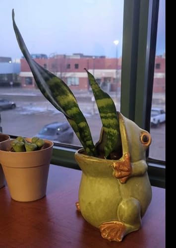 Cute Animal Shaped Vase Pot Home Decoration for Small Succulent Plants Cartoon Flower Pot Ceramic Succulent Planter with Drainage Hole Succulent Holder (Large Frog) - size: Large Frog