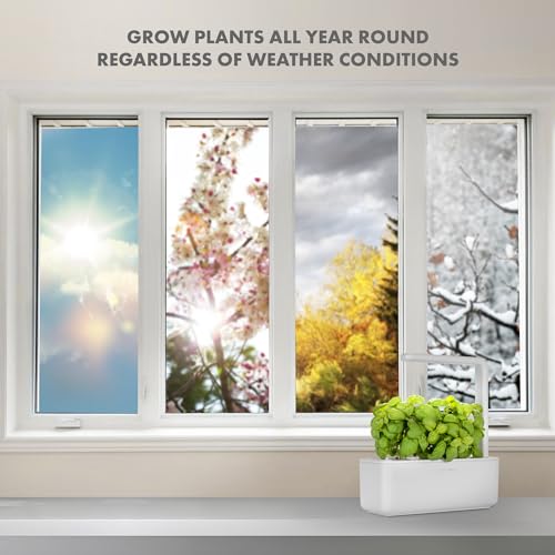 Click & Grow Indoor Herb Garden Kit with Grow Light | Smart Garden for Home Kitchen Windowsill | Easier Than Hydroponics Growing System | Vegetable Gardening Starter (3 Basil Pods Included), White | Easier than a hydroponic growing system. Patented Smart