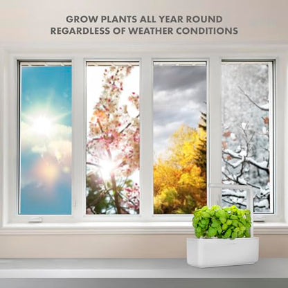 Click & Grow Indoor Herb Garden Kit with Grow Light | Smart Garden for Home Kitchen Windowsill | Easier Than Hydroponics Growing System | Vegetable Gardening Starter (3 Basil Pods Included), White | Easier than a hydroponic growing system. Patented Smart