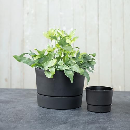 Root & Vessel Majestic Mid-Century Modern Low Profile Cylinder Pot, Matte Black, 10.5" - color: Matte Black, size: 10.5-Inch