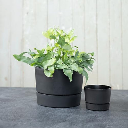 Root & Vessel Majestic Mid-Century Modern Low Profile Cylinder Pot, Matte Black, 10.5" - color: Matte Black, size: 10.5-Inch