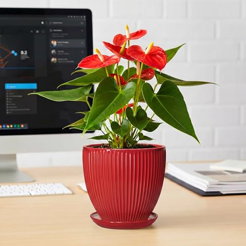 Ceramic Planter, 6 Inch Plant Pot Indoor with Drainage Hole and Saucer, Small Pots for Plants, Modern Succulent Flower Pot, Round Planter, House Garden Decor, Plant Gifts for Women Men, Red - size: 6 Inch, style: Red