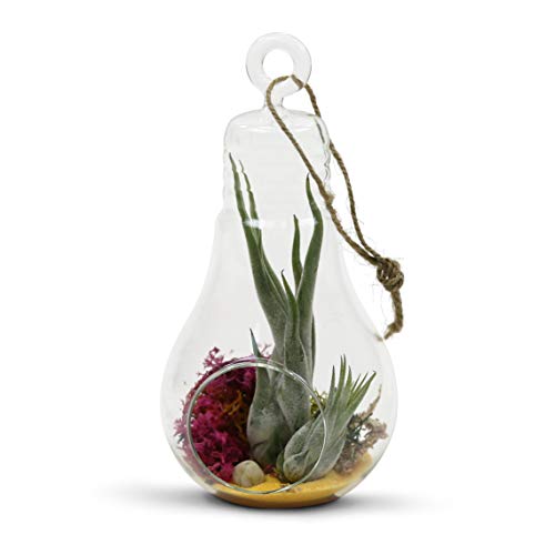 WGV Hanging Glass Plant Terrarium, Width 4.25", Height 8.25", Bulb DIY Air Succulent Planter Clear Tea Light Votive Candle Holder, Wedding Event Office Home Outdoor Decor, 1 Piece - size: Bulb L