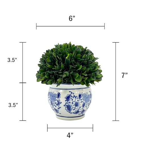 Galt International 7" Naturally Preserved Real Boxwood Ball in Hand-Painted Blue & White Round Bulb China Pot Planter Green Indoor Plant Home Decor (Small 7" Tall Topiary) - size: Small 7" Round Pot