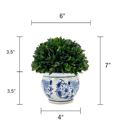Galt International 7" Naturally Preserved Real Boxwood Ball in Hand-Painted Blue & White Round Bulb China Pot Planter Green Indoor Plant Home Decor (Small 7" Tall Topiary) - size: Small 7" Round Pot