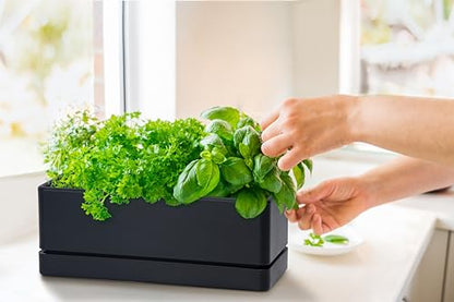 D'vine Dev Rectangular Planter, 12 x 4.5 in, Black, 76-X-B-1 | Minimalist Design, Large Planting Capacity, Drainage Holes & Saucer, Thick-Walled Durable Build, Ideal for Windowsills - color: Black