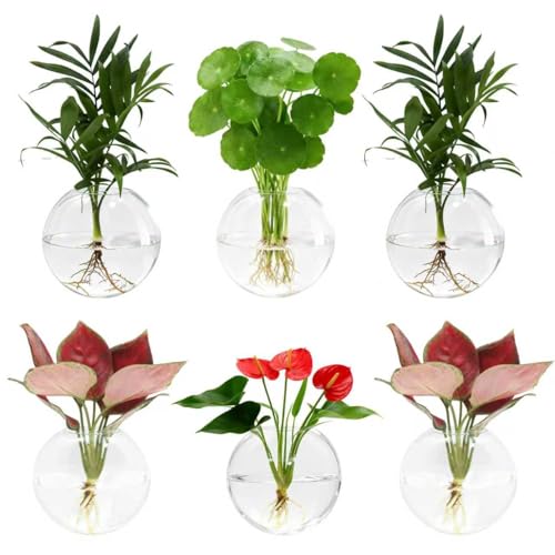 Wall Hanging Propagation Station 6 Pack Oblate Glass Hydroponic Plant Vases | Decorative Wall Mount Planter Vases for Home Bathroom Office, Perfect Housewarming Gift ﻿