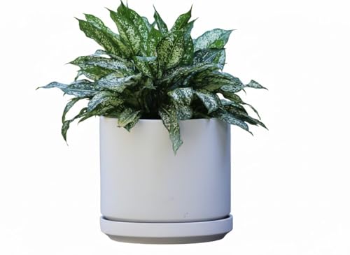 Ceramic 10 Inch Mid Modern Planter Pot with Drainage Hole and Saucer, Indoor Cylinder Round Flower Pot, Perfect for Planting Succulents, Herbs, Flowers, House Plants, Cloud White - color: Cloud White, size: 10.0" D x 9.0" H