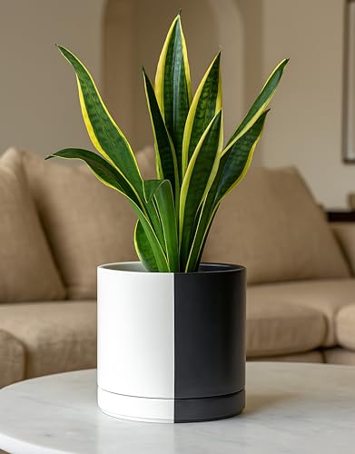 D'vine Dev 8.2 Inch Ceramic Planter Pot, Black White Split, 94-O-D-0 | Modern Cylinder Design, Drainage Hole & Saucer Included, Stable Structure, Elegant Home Accent - color: Split Monochrome Black & White, size: Medium