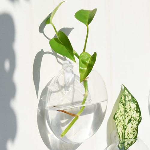 Vumdua 6 PCS Glass Wall Hanging Planters for Flowers, Hydroponics, Indoor Use, Medium, Transparent, Round, Classic Style