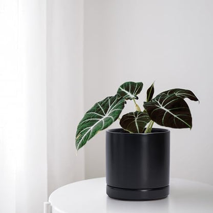 D'vine Dev 3-Pack Ceramic Pots with Saucers, 3/4/6 in, Black, 94-T-S-2 | Glazed Ceramic, Drainage Hole, Perfect-Fit Saucer, Sleek Cylinder Shape, High Temperature Fired, Elegant Home Accent - color: Black, size: 3"+4"+6"