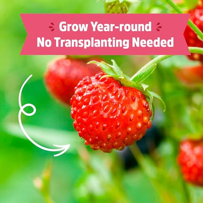 Back to The Roots Organic Strawberry Grow Kit — Grows Year Round, Includes Everything Needed for Planting - style: Strawberry