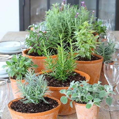 3 Assorted Herb Live Plants, Herb Plants, 4-7 Inch Tall | Moderate Watering, Full Sun, Partial Shade, Well-Drained Soil, Assorted Herb Varieties, Kitchen Garden, Patio Containers