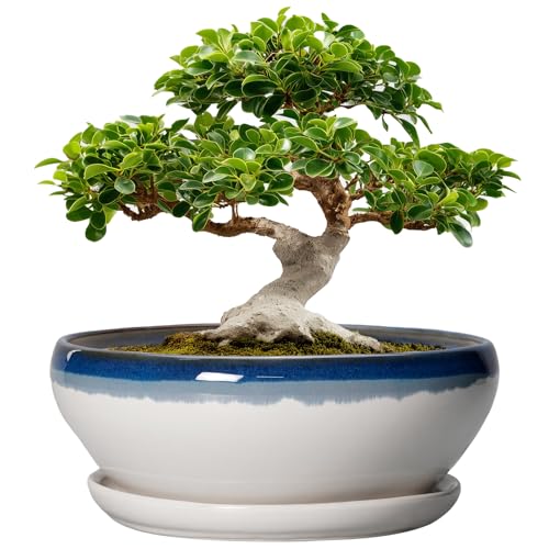 SQOWL Bonsai Tree Pots - 12 Inch Ceramic Succulent Planters, Large Bonsai Pot with Drainage Hole and Tray, Shallow Planter Indoor, Bowl Round Planter, Home Decor, Plant Lover Gift, Blue Off-White - color: Blue Off-white, size: 12 Inch