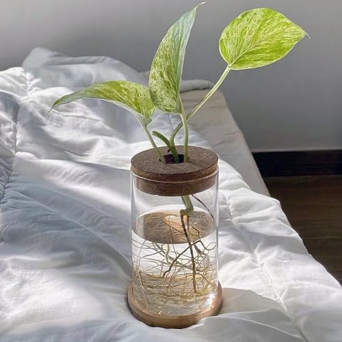 HOZEON 8 PCS Glass Planter Vase, Desktop Plant Terrarium, Tabletop Propagation Station Hydroponic Glass Planter for Office and Home Table Decorations