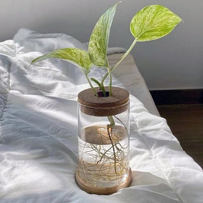 HOZEON 8 PCS Glass Planter Vase, Desktop Plant Terrarium, Tabletop Propagation Station Hydroponic Glass Planter for Office and Home Table Decorations