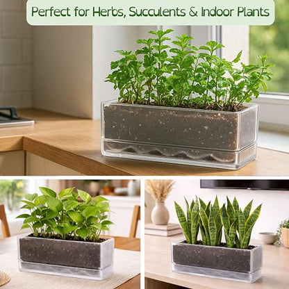 D'vine Dev 2-Pack Rectangular Planters, 12 x 4.5 in, Clear, 76-X-D-2 | Minimalist Design, Large Planting Capacity, Drainage Holes & Saucer, Thick-Walled Durable Build, Ideal for Windowsills - color: Clear