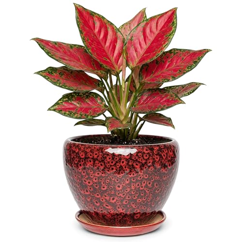 7.5 Inch Ceramic Plant Pot with Drainage Hole Mesh Net,Modern Gardening Pots for Indoor Plants with Saucer, Speckle Red - color: Peacock Red, size: 7.5 Inch