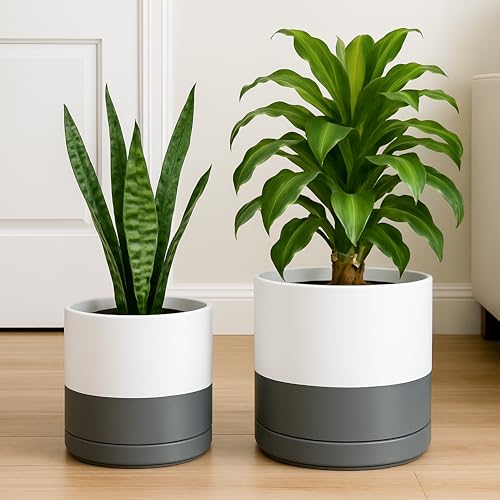 D'vine Dev 2-Pack Ceramic Pots with Saucers, 8/10 in, White/Grey, 94-G-L-6 | Glazed Ceramic, Drainage Hole, Perfect-Fit Saucer, Sleek Cylinder Shape, High Temperature Fired, Elegant Home Accent - color: White/Speckled Grey, size: Large