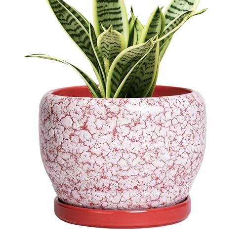 SQOWL 6 Inch Plant Pot - Ceramic Planter for Indoor Outdoor, Round Decorative Plant Pot with Drainage Hole and Saucer, Small Flower Planter, Home Balcony Decor, Gifts for Women Men, Red and White - color: Crack Red, size: 6 Inch