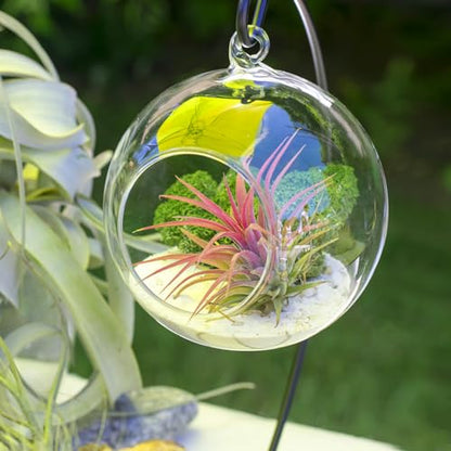 Air Plant Terrarium Kit with Stand, Hanging Glass VaseTerrarium Globe with Metal Ornament Display Stand Tabletop Glass Terrarium for Air Plants Succulent Planters Small Plants