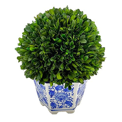 Galt International 9.5" Naturally Preserved Real Boxwood Ball in Hand-Painted Blue & White China Pot Planter Green Indoor Plant Home Decor (9.5" Tall Topiary) - size: Medium 9.5" Hexagon Pot