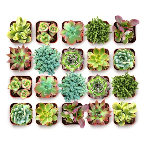 Shop Succulents Spring Beauties Bulk Succulent Plant Pack – Live Mini Succulent Plants, Bright Colorful Mix, Easy Care Houseplants – Gardening, Terrariums, Gifts & Party Favors, 2" Pots - size: 32 Pack