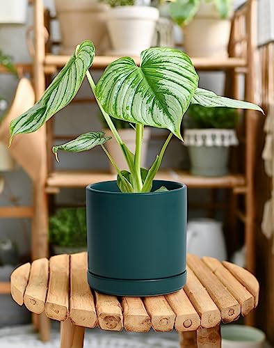 D'vine Dev 2-Pack Ceramic Pots with Saucers, Teal, 6 in, 94-V-C-9 | Modern Cylinder Design, Glazed Ceramic, Drainage Hole & Saucer Included, High Temperature Fired, Elegant Home Accent - color: Teal, size: 6 Inch
