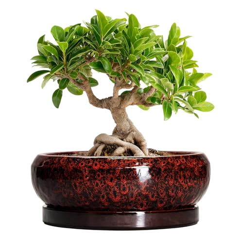 Bonsai Pots - 8 Inch Ceramic Succulent Planters for Indoor Outdoor, Round Shallow Planters with Drainage Hole and Saucer, Succulent Planter Bowl, Home Decor, Housewarming Gifts, Red - color: Leopard Red, size: 8 Inch