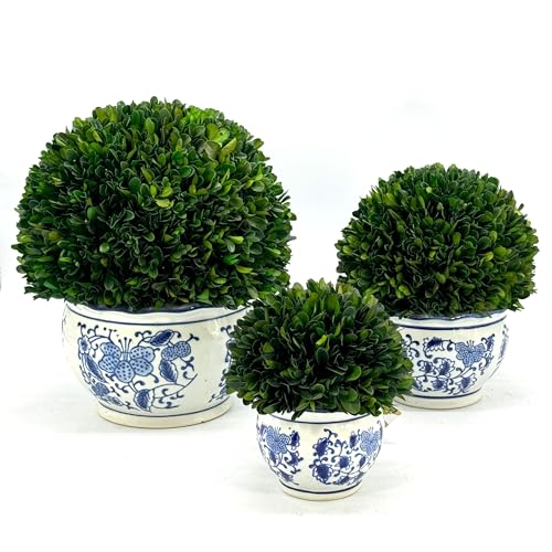 Galt International 9.5" Naturally Preserved Real Boxwood Ball in Hand-Painted Round Bulb Blue & White China Pot Planter Green Indoor Plant Home Decor (9.5" Tall Topiary) - size: Medium 9.5" Round Pot