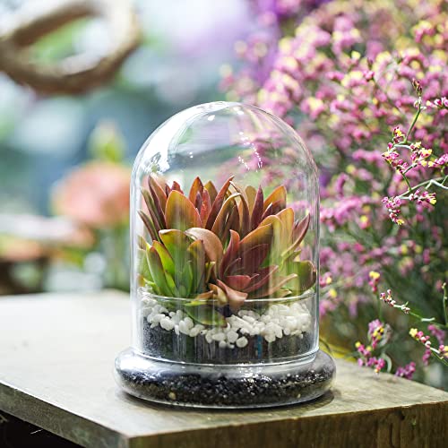 NCYP Small Clear Decorative Glass Terrarium Cloche with Air Hole - 4.7 x 4.7 x 6.3 Inches Glass Dome with Base for Miniature Carnivorous Plants (No Plants Included) - size: 4.7x4.7x6.3inches