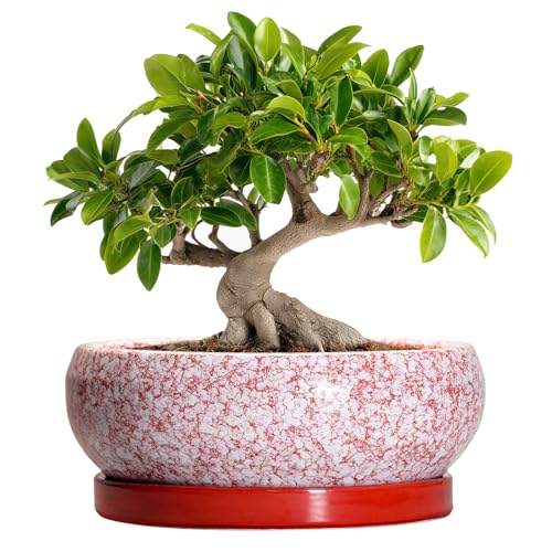 Bonsai Pots 10 Inch - Ceramic Succulent Planters for Indoor Plants Outdoor, Succulent Pots with Drainage Hole and Tray, Round Shallow Planter, Bonsai Planter, Home Decor, Gardening Gift, Red - color: Red-white, size: 10 Inch