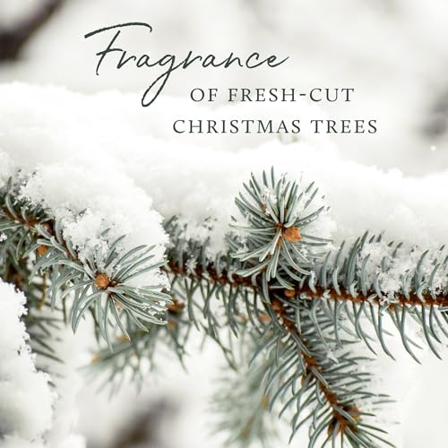 Thymes Frasier Fir Candle - Gilded Collection - Wood Grain Ceramic Design with 24-Karate Gold Rim - Mountain Fresh Fragrance - Elegant Winter Candle Scents - Gifts for Women & Men (3-Wick, 20 oz) - size: 20 oz