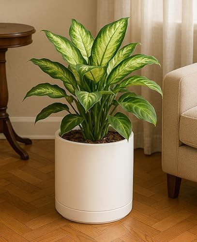 D'vine Dev 10 Inch Ceramic Planter Pot, Oatmeal, 94-O-E-8 | Modern Cylinder Design, Drainage Hole & Saucer Included, Stable Structure, Elegant Home Accent - color: Oatmeal, size: Large