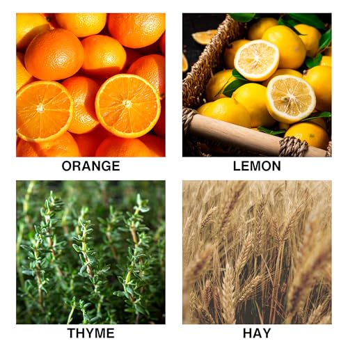 Citrus Meadow Scent Luxury Reed Diffuser – with Orange, Lemon, Thyme & Hay – Long-Lasting Diffusers for Home, Premium Essential Oils for Bedroom, Bathroom & Office - size: 50ml / 1.7 fl.oz