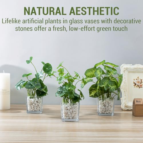 MyGift Artificial Clover and Taro Plants in Clear Glass Vase with Decorative White Stones, Set of 3 - color: Clear (White Pebbles)
